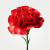 Гвоздика красная ПОШТУЧНО арт. 24 Гвоздика красная ПОШТУЧНО арт. 24