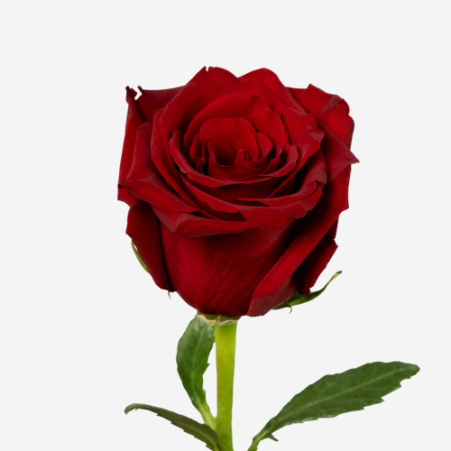 Роза красная Эквадор с крупным бутоном ПОШТУЧНО 60 см арт. 902