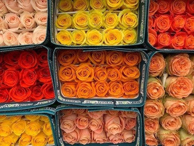 100 Роз Эквадор 40 см. в технической упаковке. (по 25 шт. в упаковке)