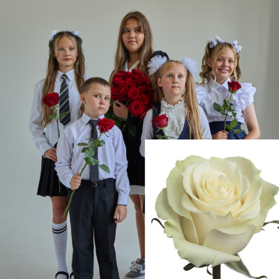 Букет от класса Роза белая с крупным бутоном Эквадор 60 см N 13